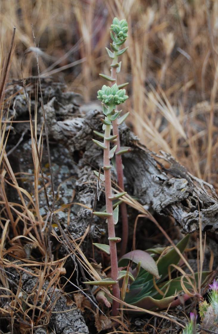 dudleya-lanceolata-24apr2013-1