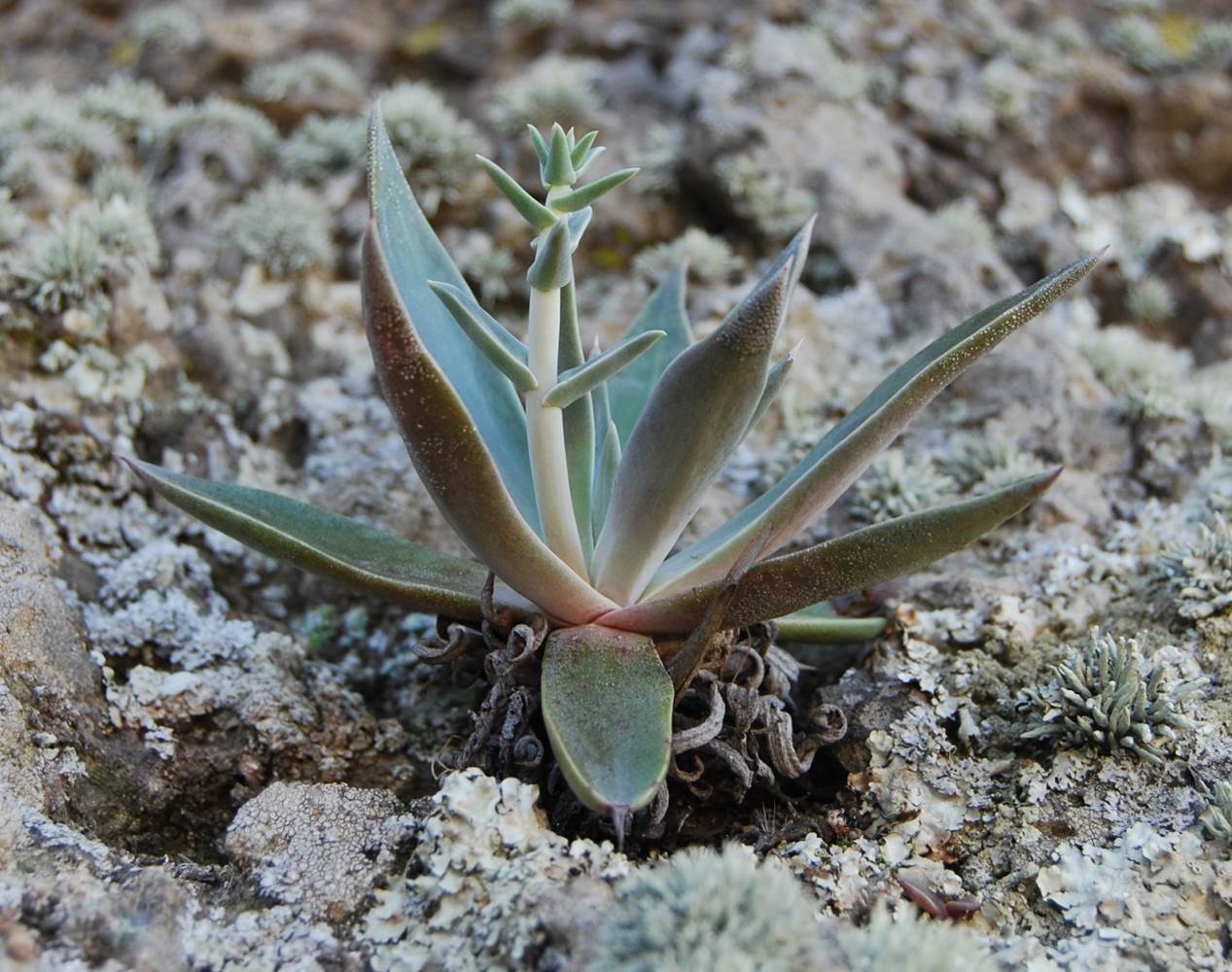 dudleya-lanceolata-27feb2013-1