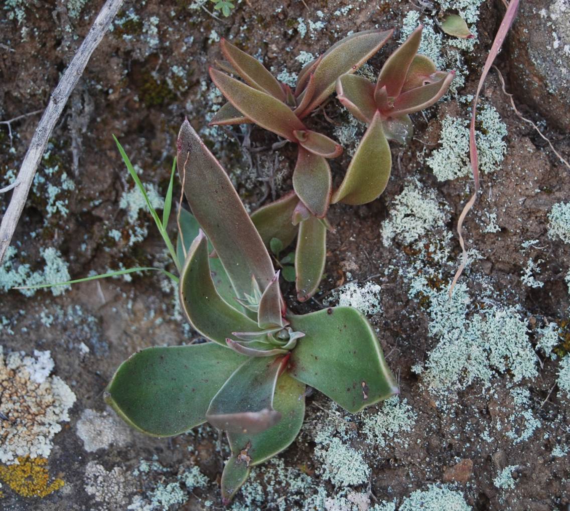 dudleya-lanceolata-29feb2013-1