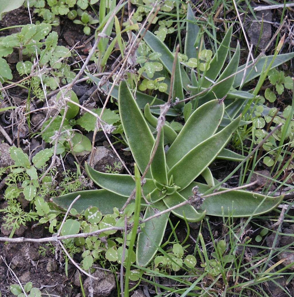 dudleya-lanceolata-9jan2004