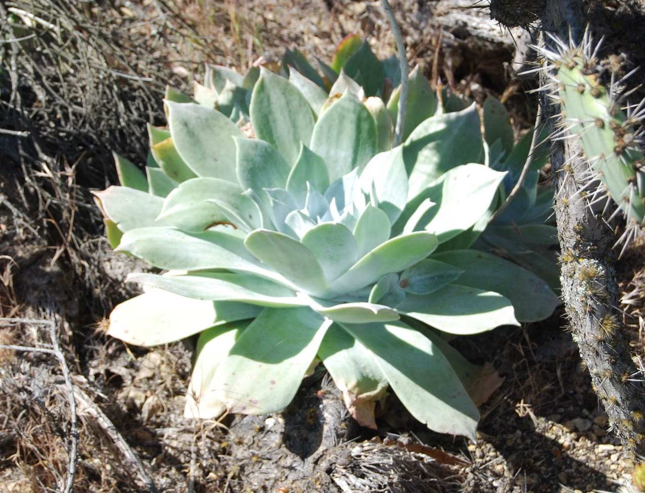 dudleya-pulverulenta-11apr2013-1