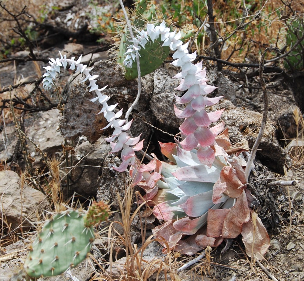 dudleya-pulverulenta-14may2015-1