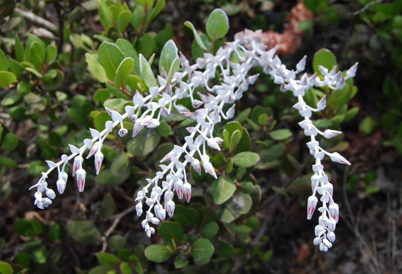 dudleya-pulverulenta-15july2015-2