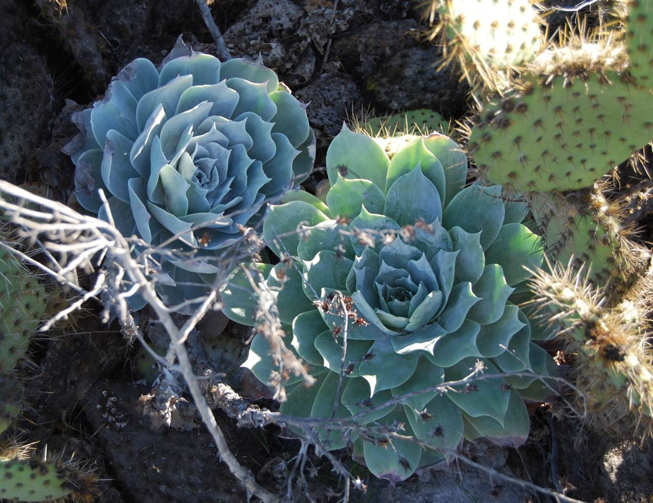 dudleya-pulverulenta-1feb2013-2