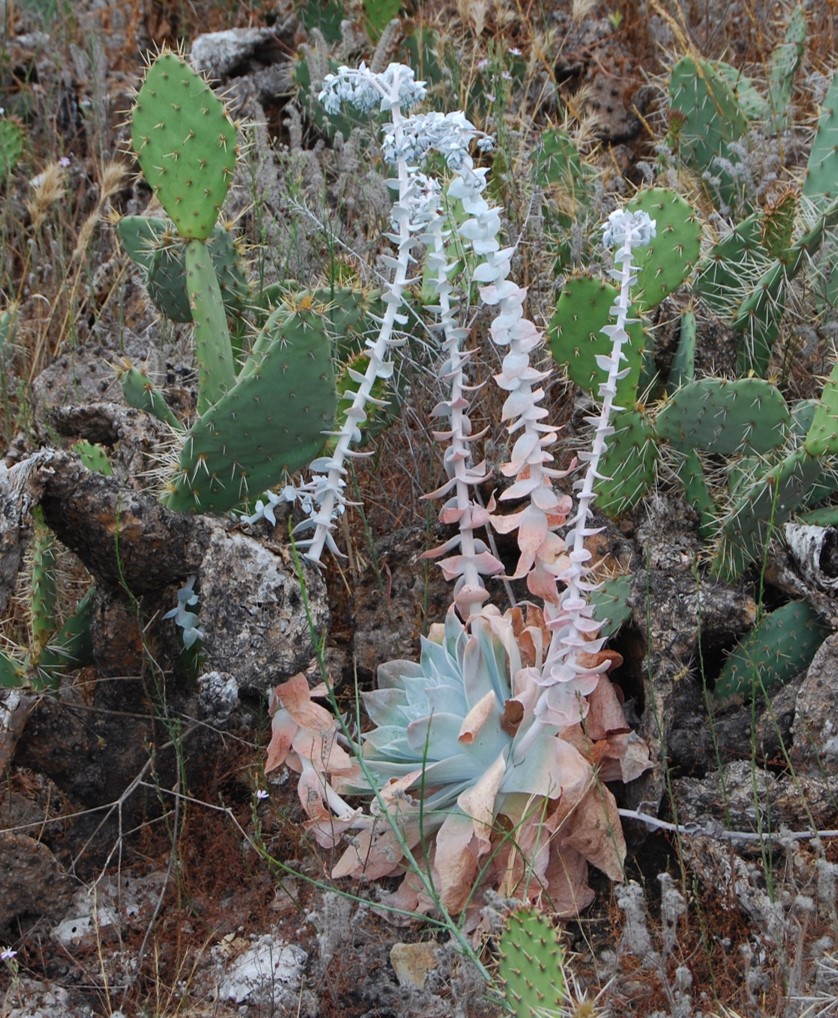 dudleya-pulverulenta-1june2015-12