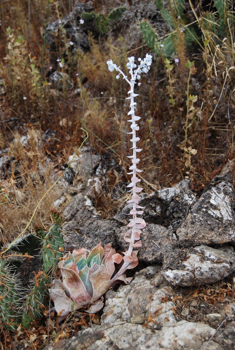 dudleya-pulverulenta-1june2015-4