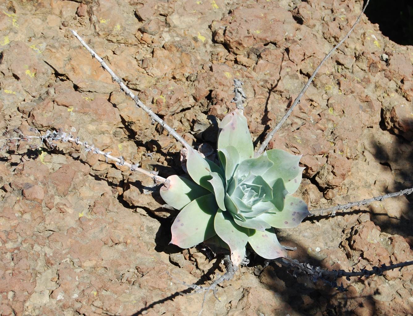 dudleya-pulverulenta-28feb2013-2