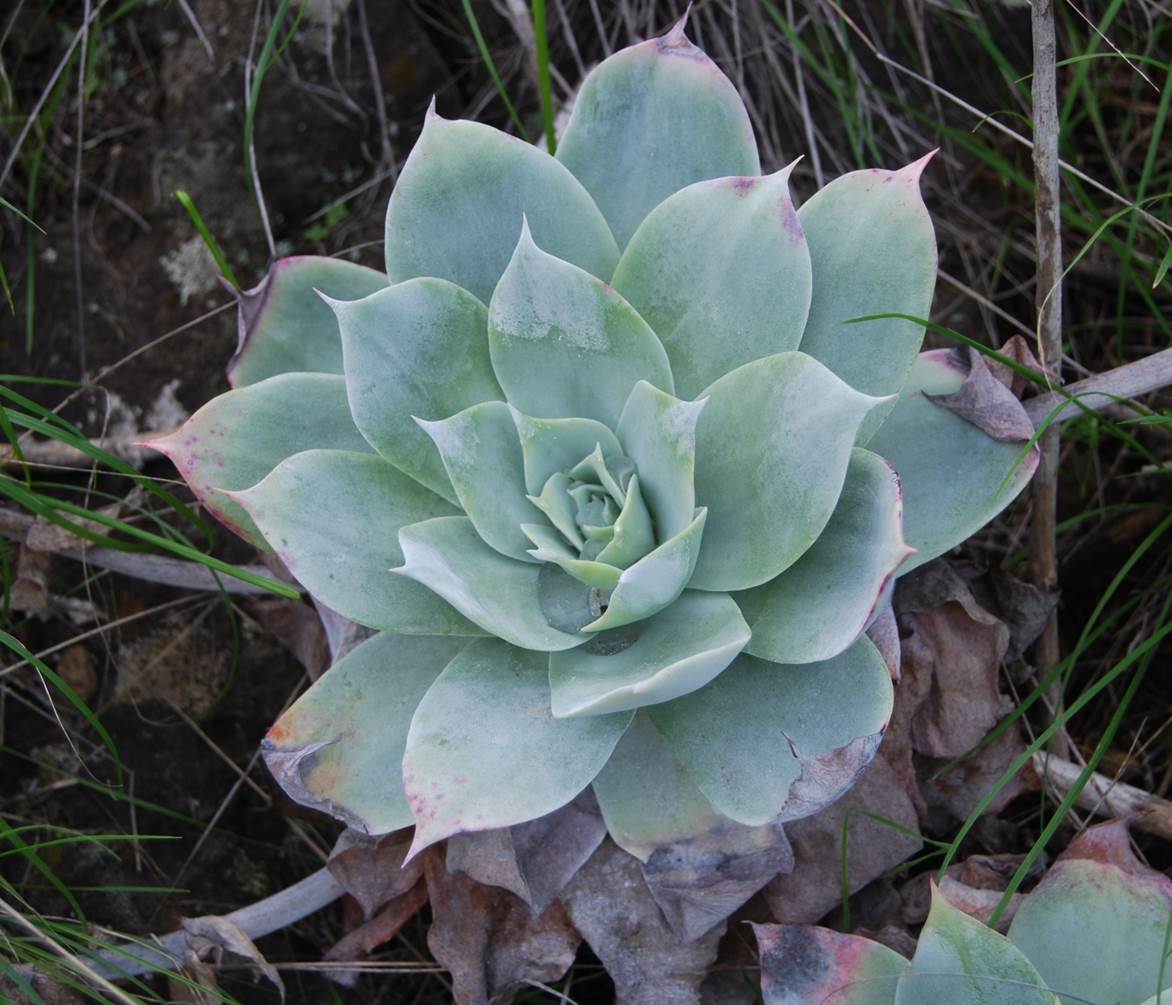 dudleya-pulverulenta-29jan2013-2