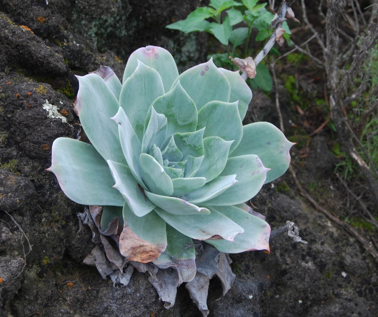 dudleya-pulverulenta-5feb2013-2