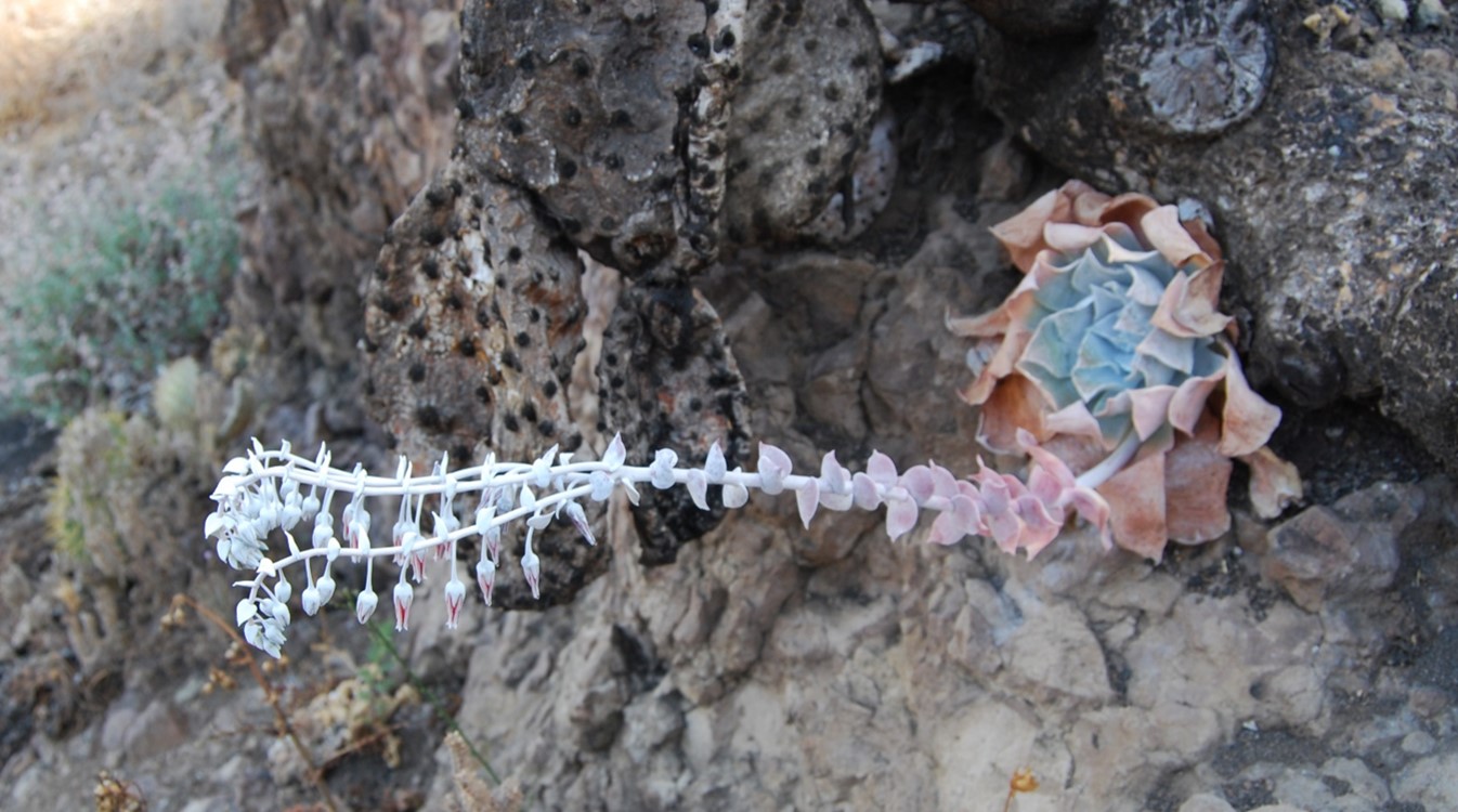 dudleya-pulverulenta-5june2015-4