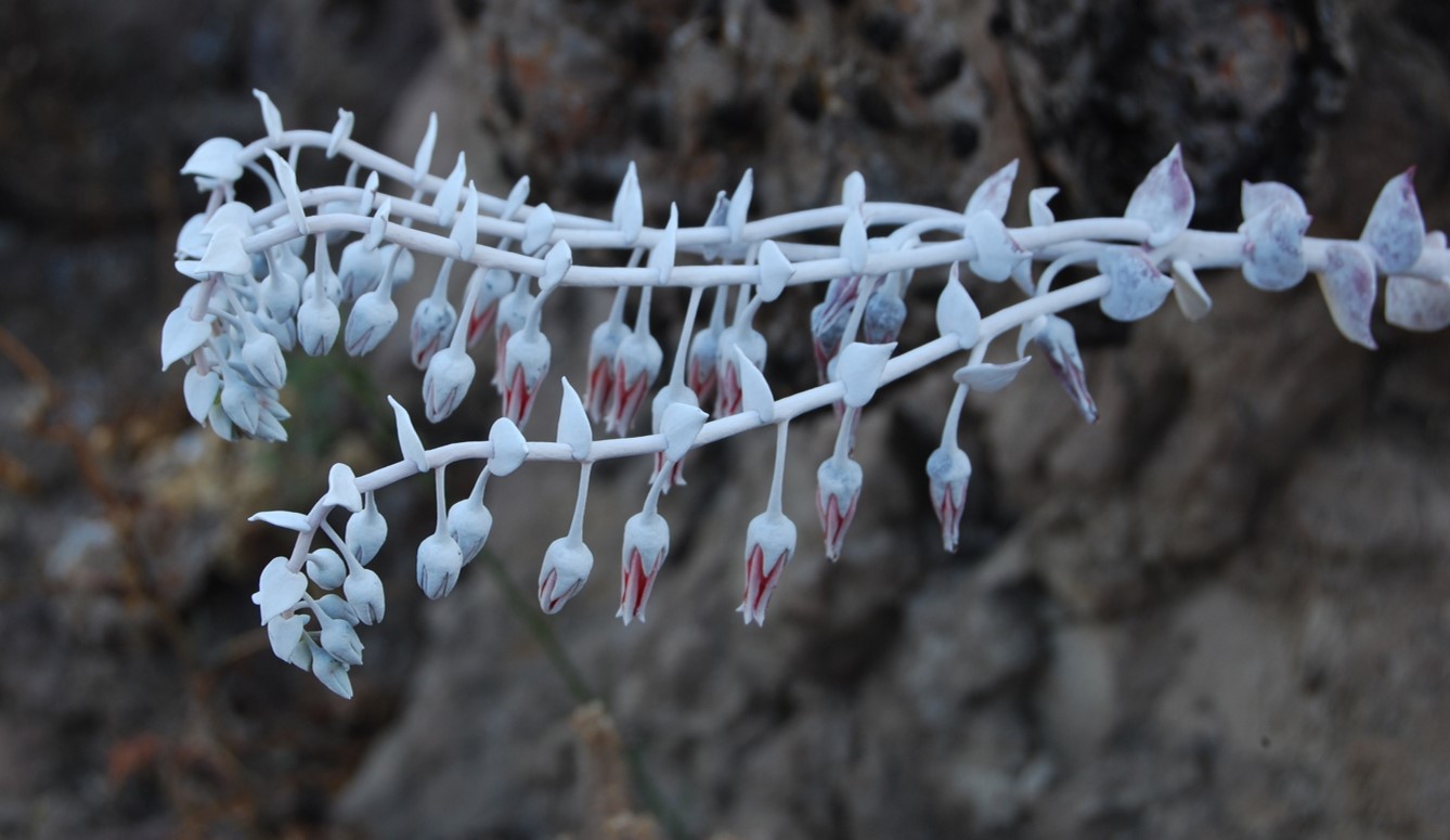 dudleya-pulverulenta-5june2015-9