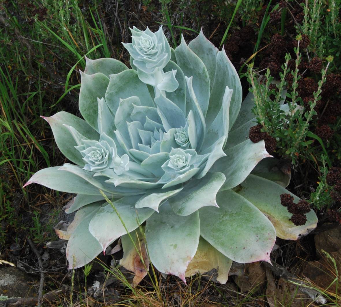 dudleya-pulverulenta-7mar2013-2