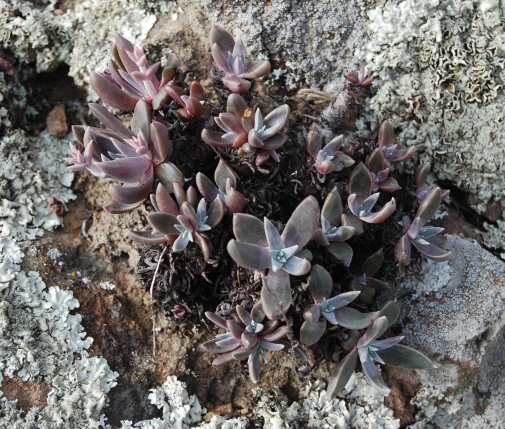 dudleya-verityi-10apr2014-1