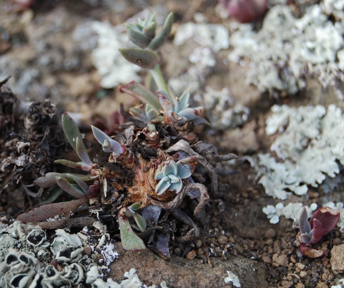 dudleya-verityi-10apr2014-2