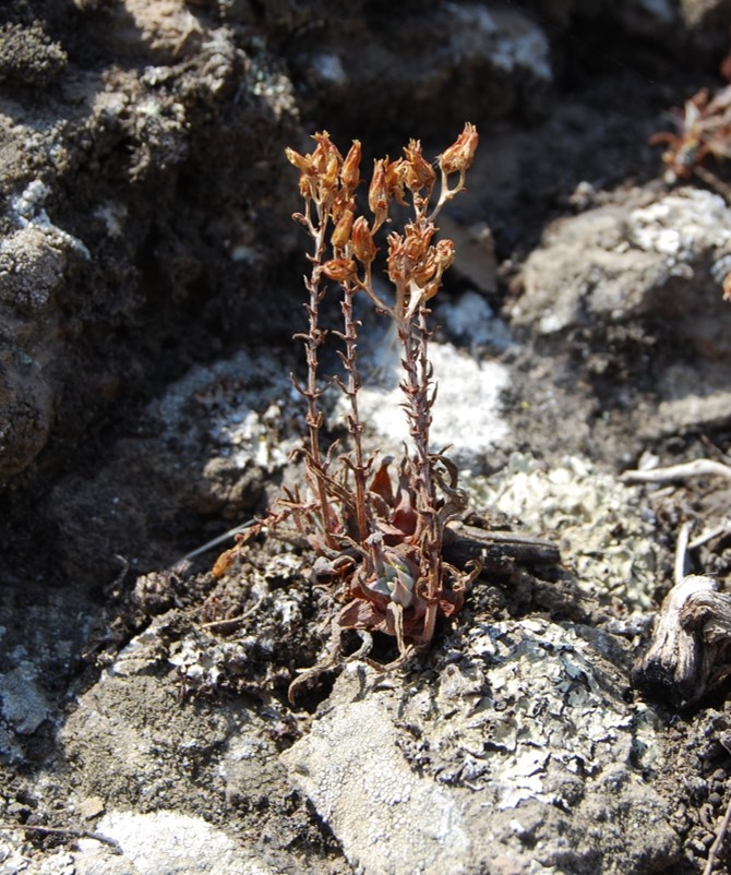 dudleya-verityi-15july2015-1