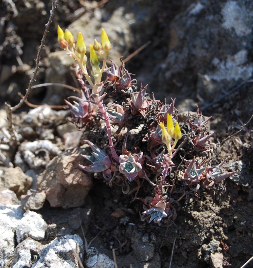 dudleya-verityi-15may2015-1