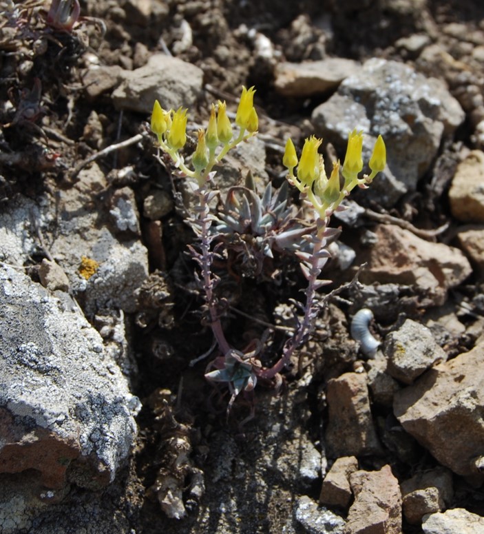 dudleya-verityi-15may2015-15