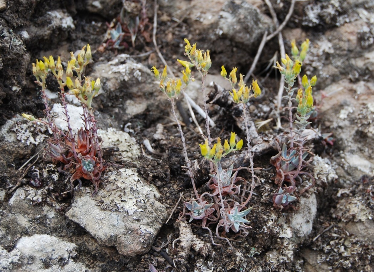 dudleya-verityi-15may2015-25