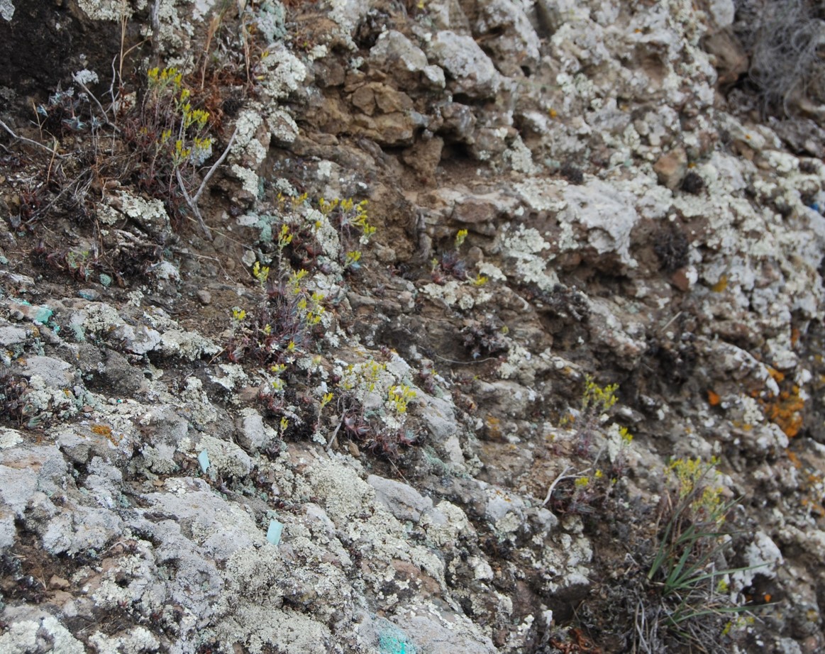 dudleya-verityi-15may2015-28
