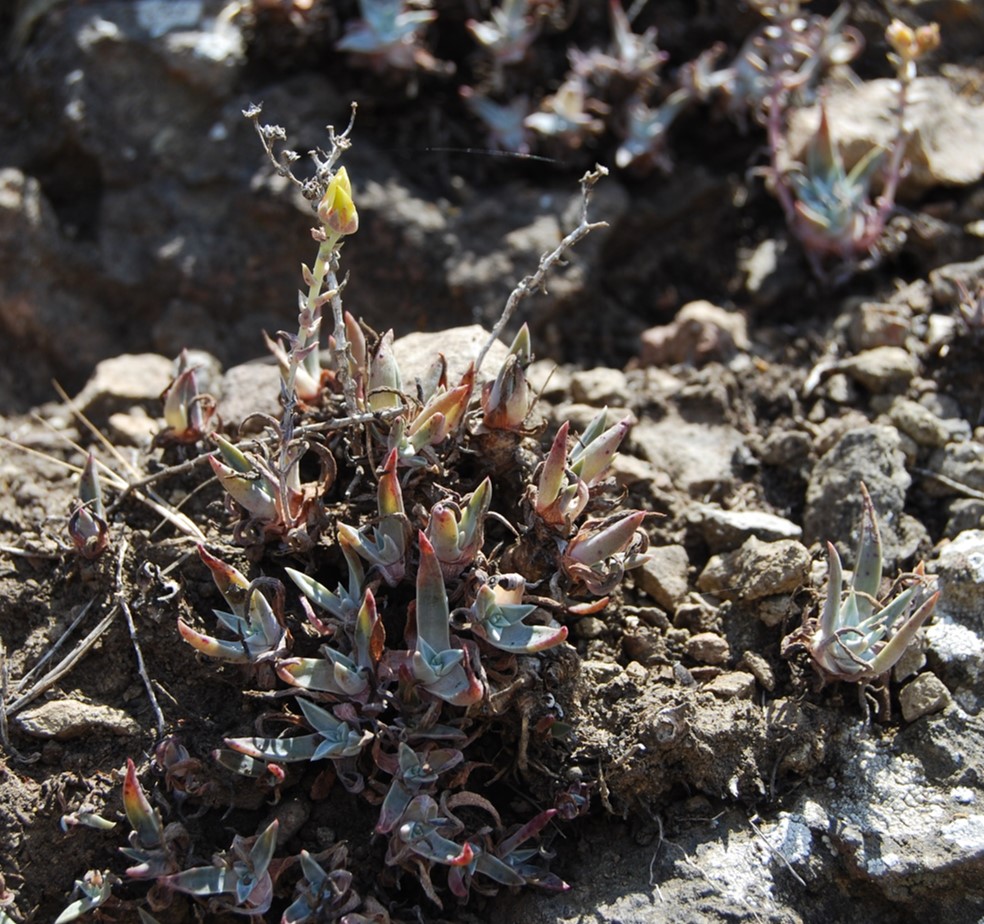 dudleya-verityi-15may2015-9