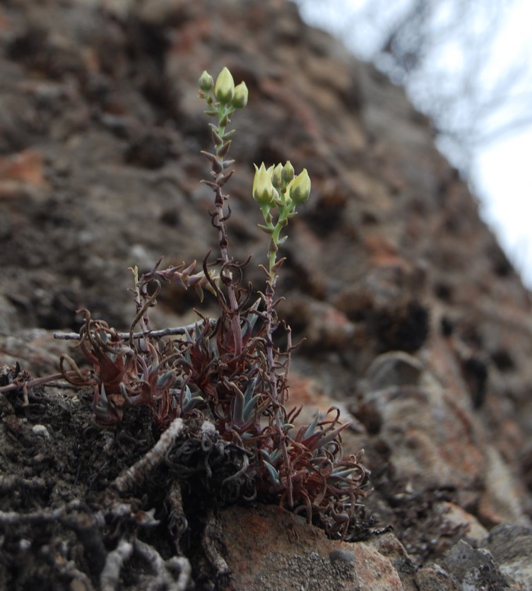 dudleya-verityi-1june2015-11