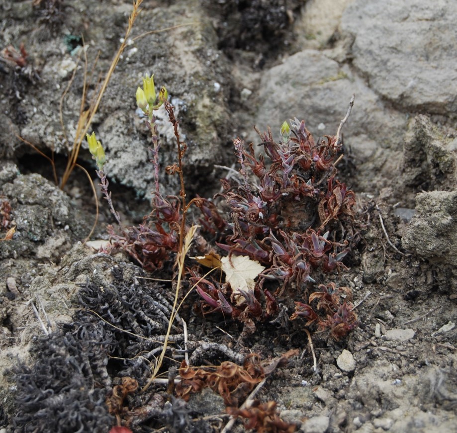 dudleya-verityi-1june2015-30