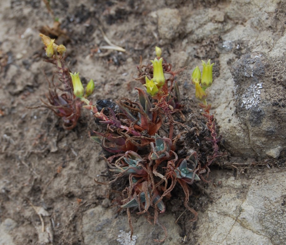 dudleya-verityi-1june2015-36