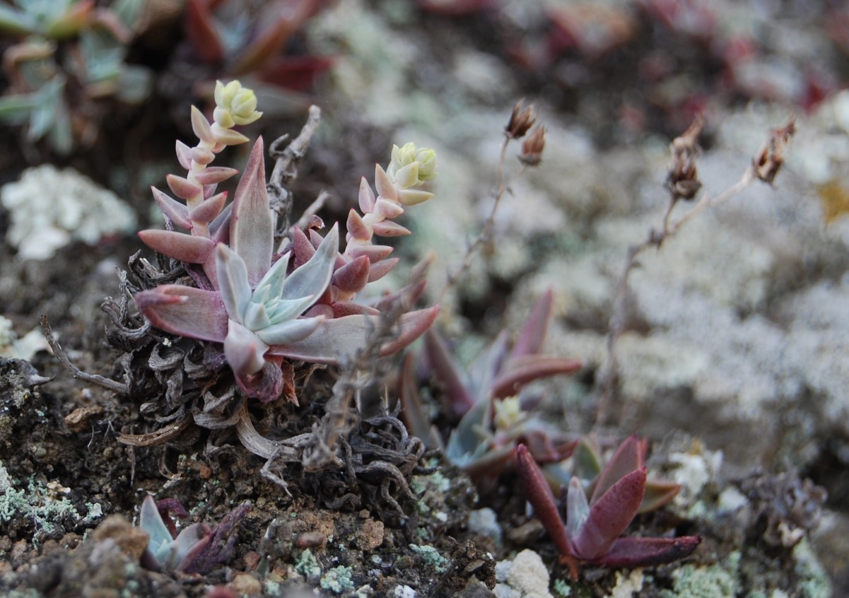 dudleya-verityi-22april2013-10