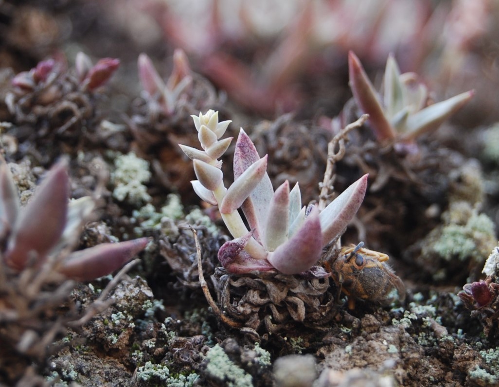 dudleya-verityi-22april2013-18