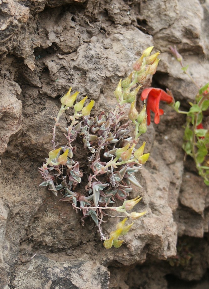 dudleya-verityi-22june2003-b
