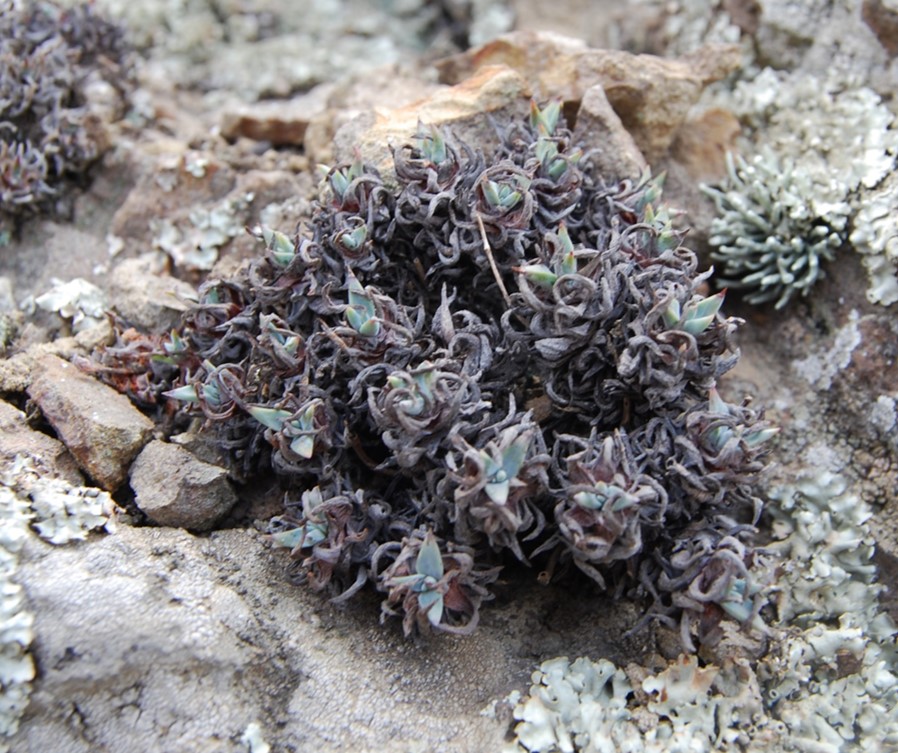 dudleya-verityi-22nov2013-10