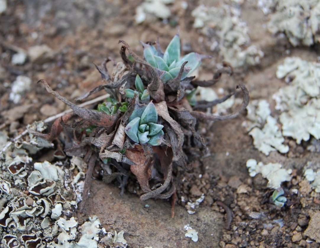 dudleya-verityi-22nov2013-2