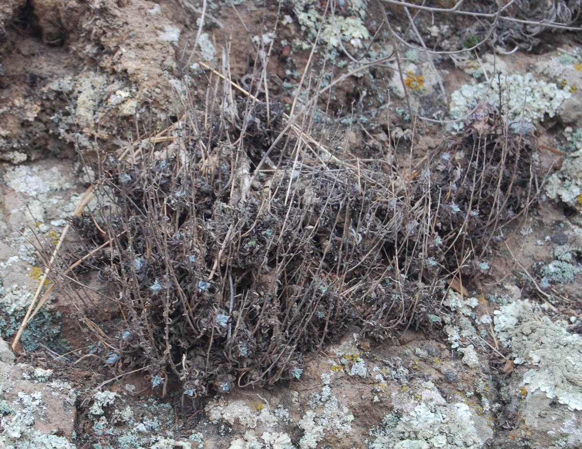 dudleya-verityi-22nov2013-5