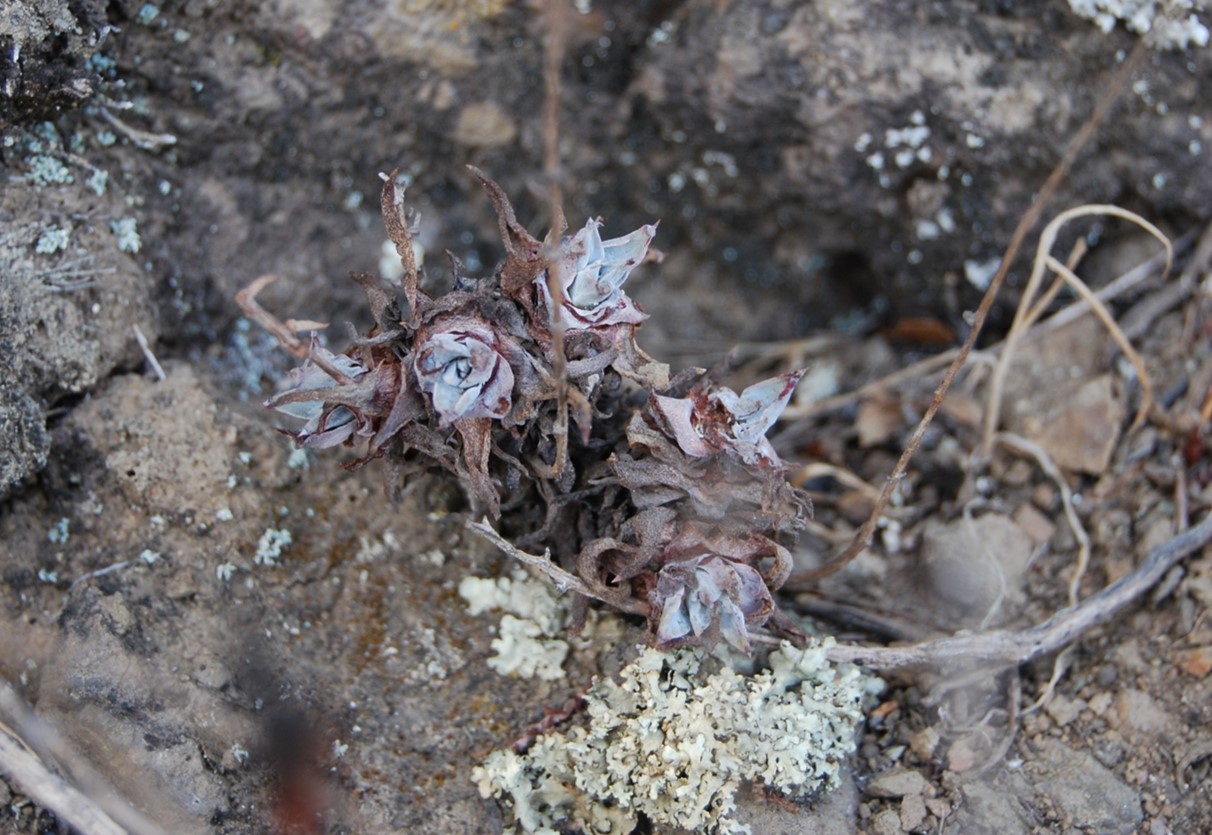 dudleya-verityi-22oct2013-12