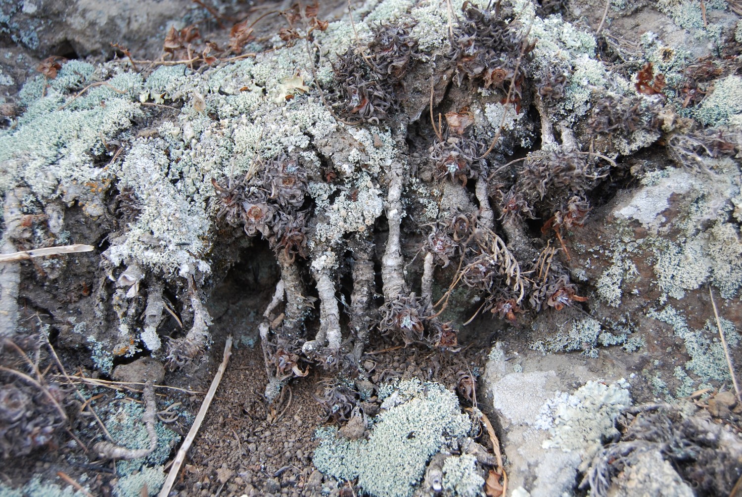 dudleya-verityi-22oct2013-2