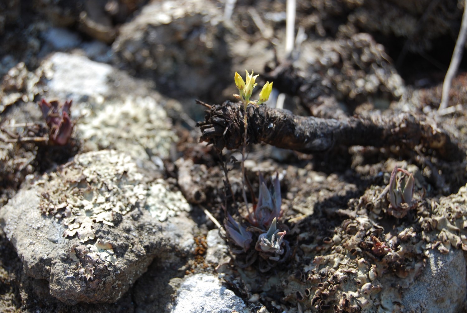 dudleya-verityi-23may2014-1