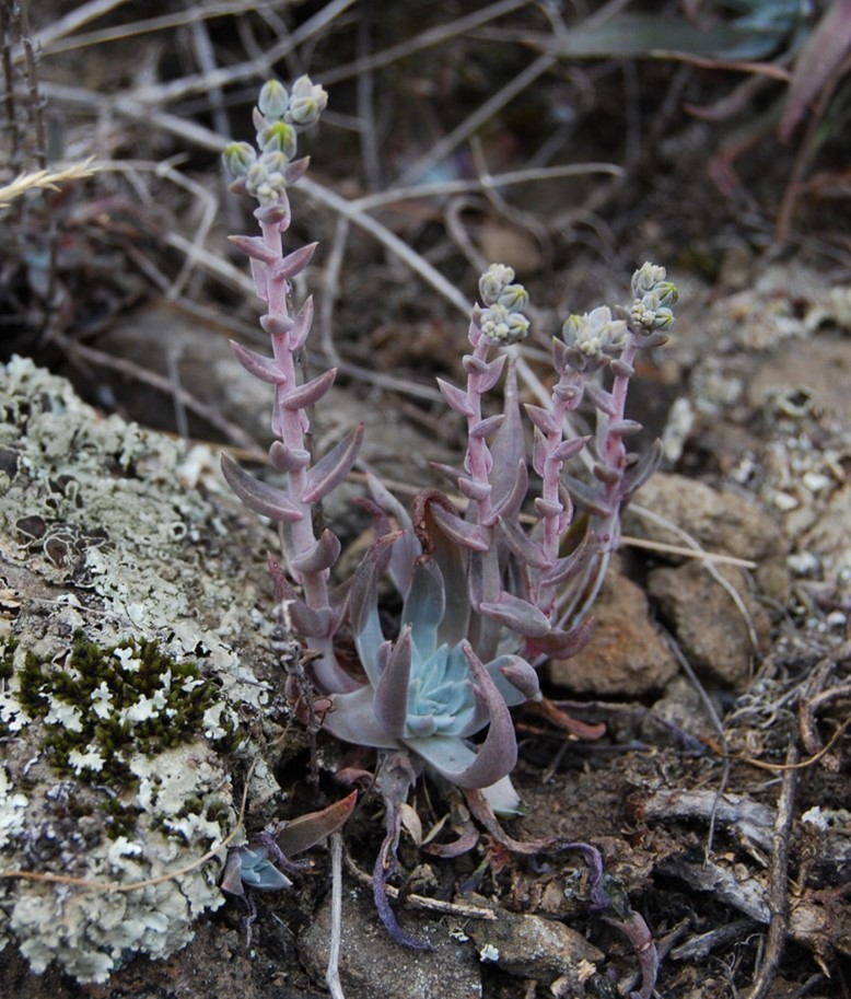 dudleya-verityi-24apr2013-3