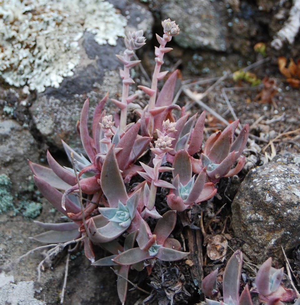 dudleya-verityi-24apr2013-5.