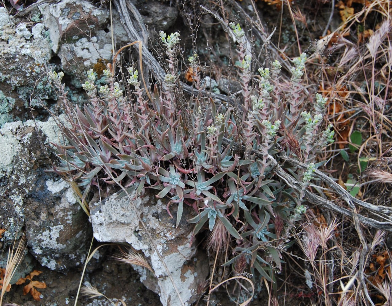 dudleya-verityi-24apr2013-8