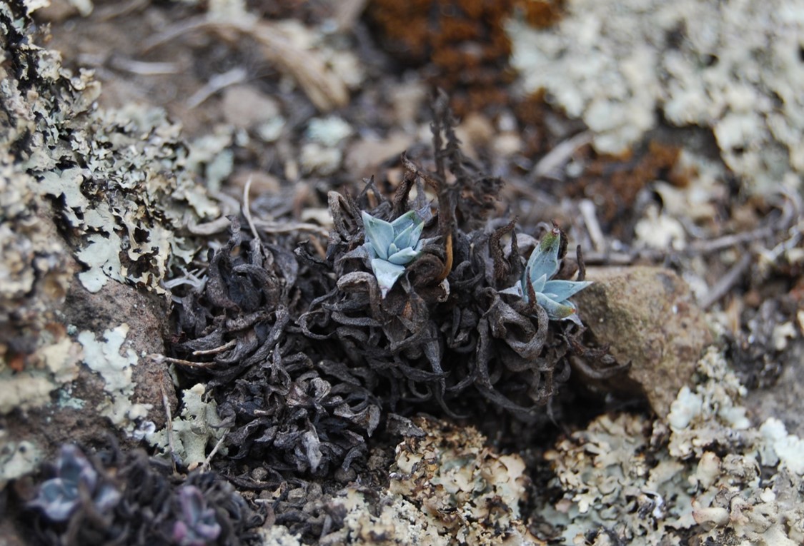 dudleya-verityi-24jan2014-3