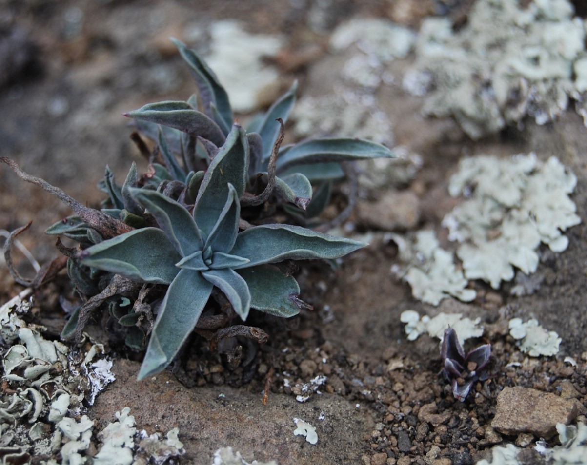 dudleya-verityi-24jan2014-8