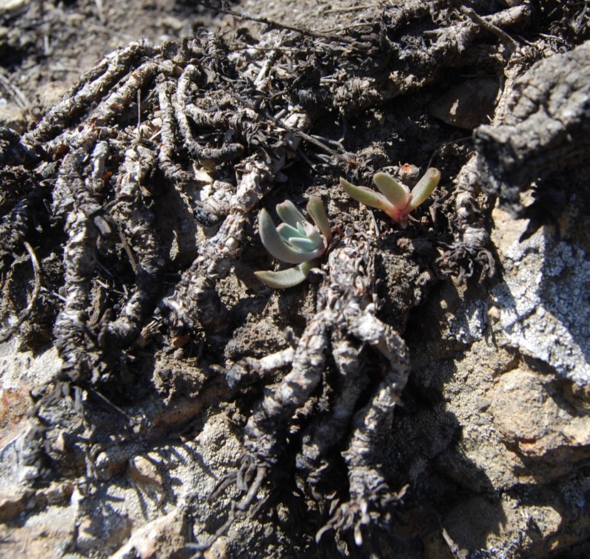 dudleya-verityi-26apr2014-12