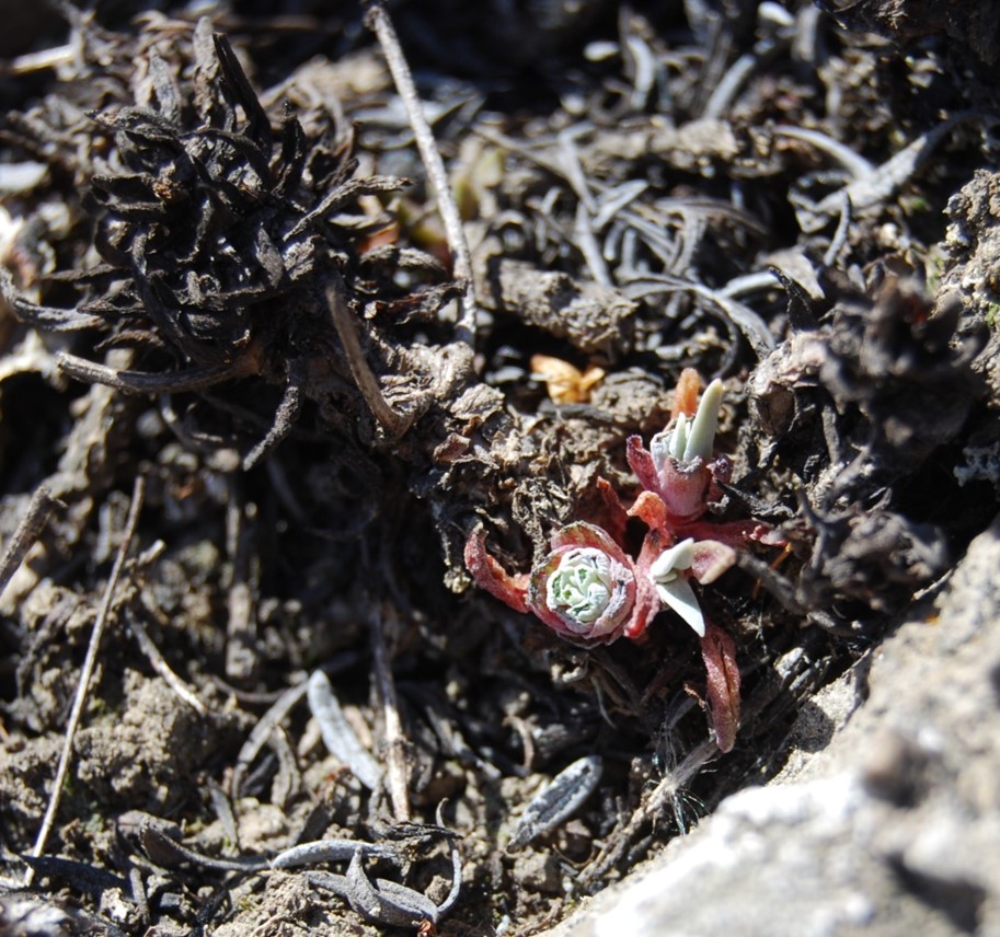 dudleya-verityi-26apr2014-16