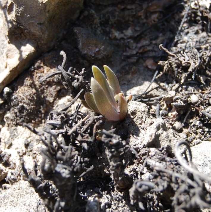 dudleya-verityi-26apr2014-7