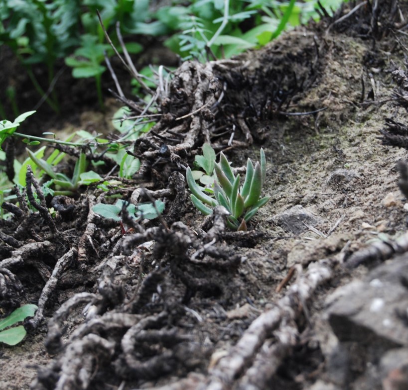 dudleya-verityi-26jan2015-5