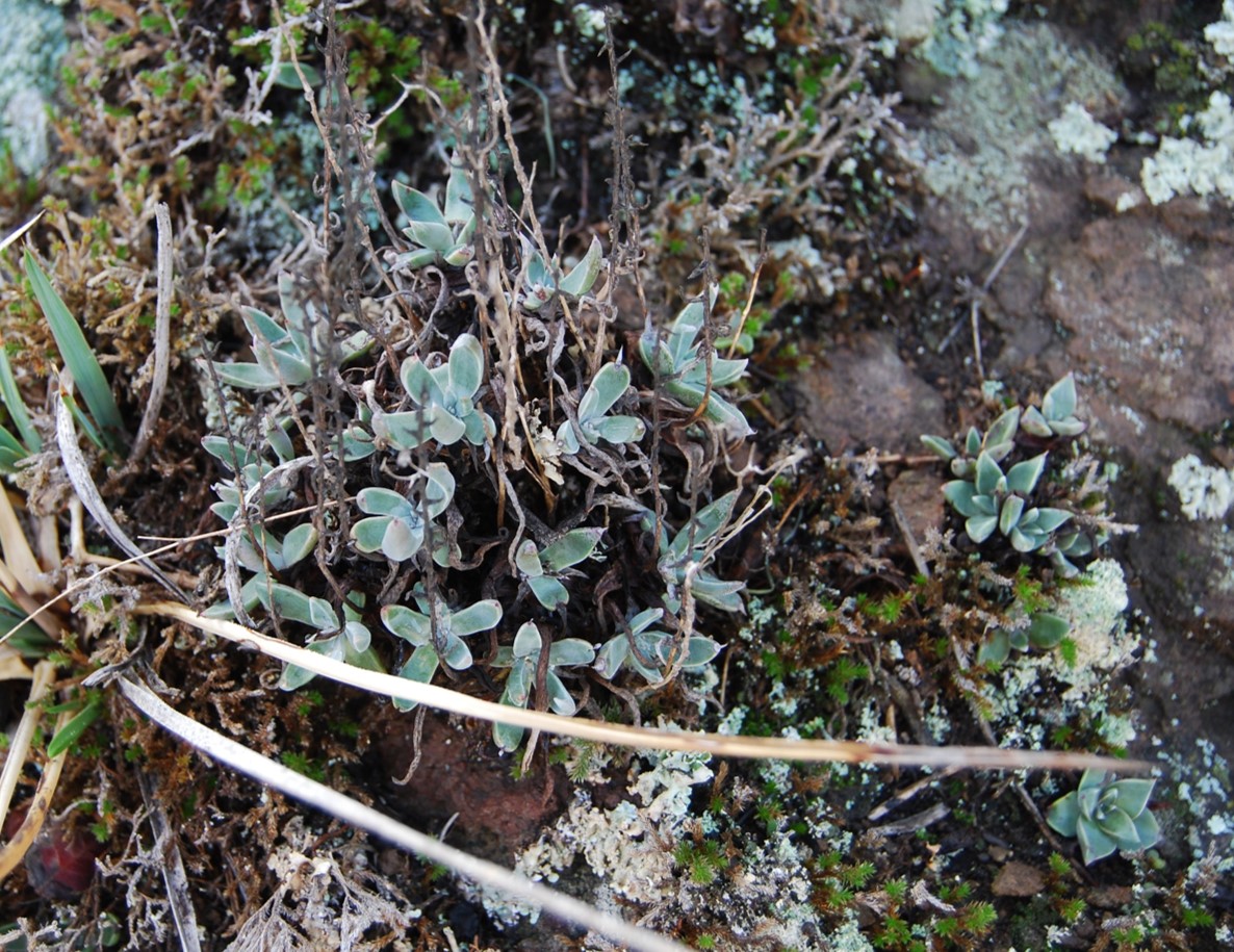 dudleya-verityi-27feb2014-1