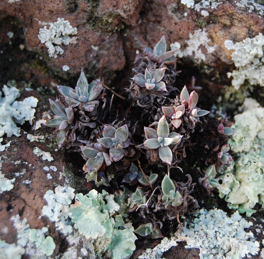dudleya-verityi-27feb2014-8