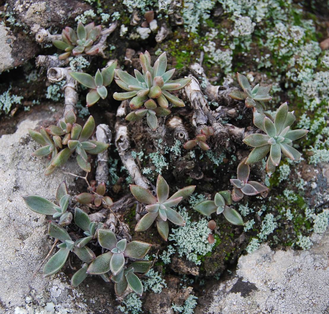 dudleya-verityi-29jan2013-1