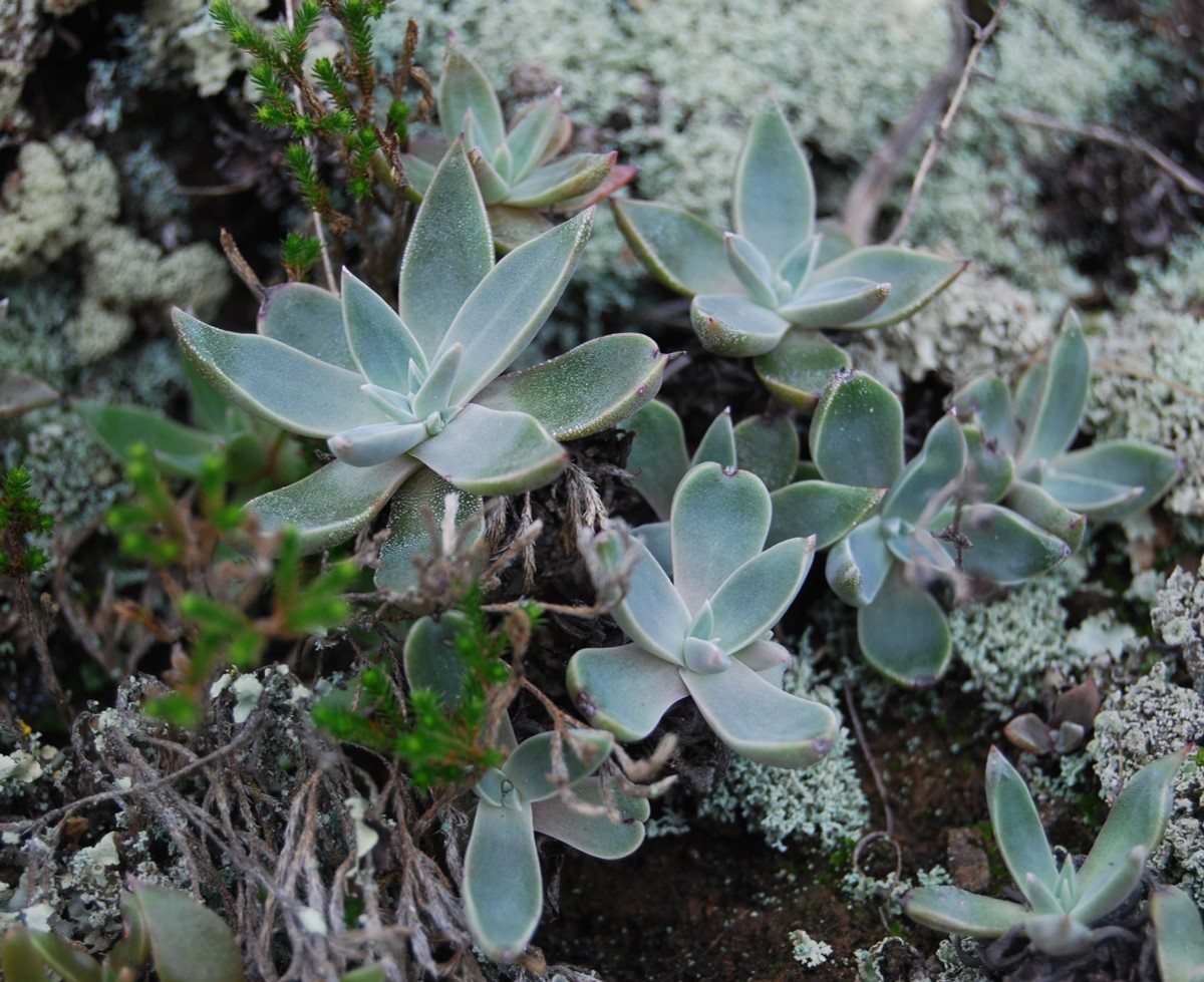 dudleya-verityi-29jan2013-2