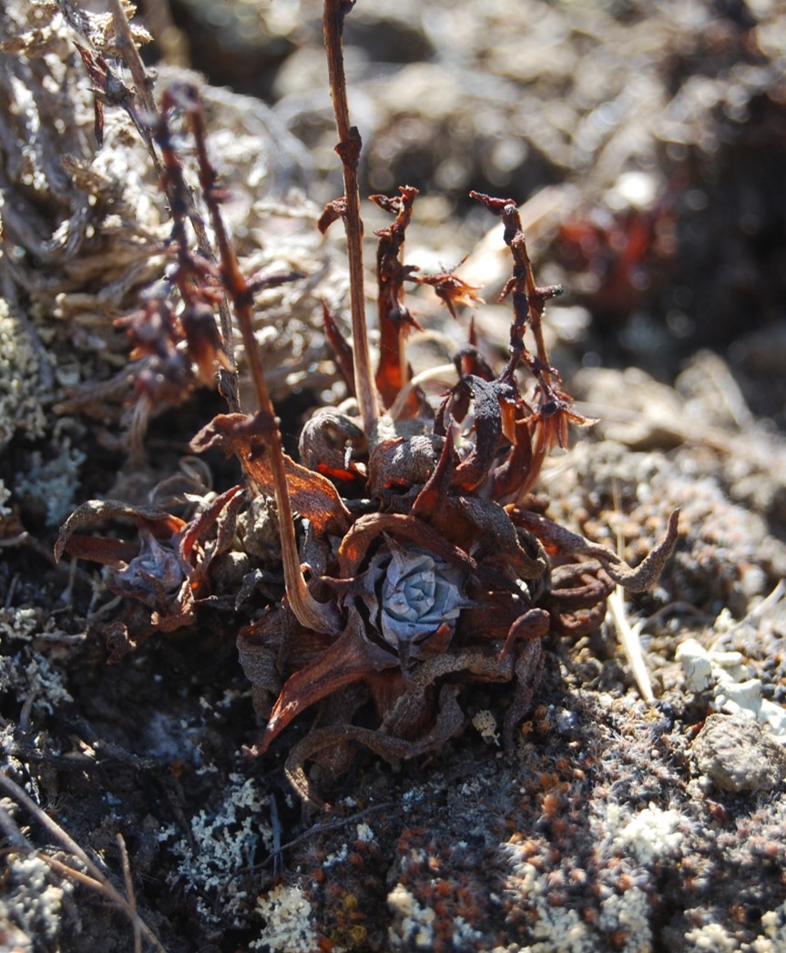 dudleya-verityi-30aug2013-6